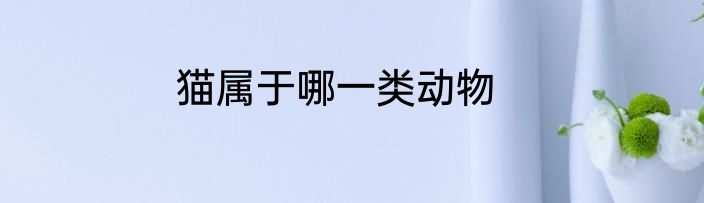 猫属于哪一类动物