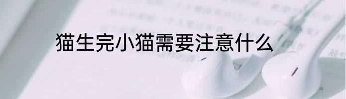 猫生完小猫需要注意什么