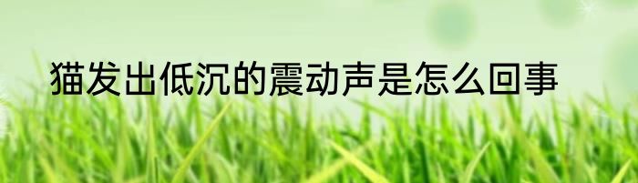 猫发出低沉的震动声是怎么回事