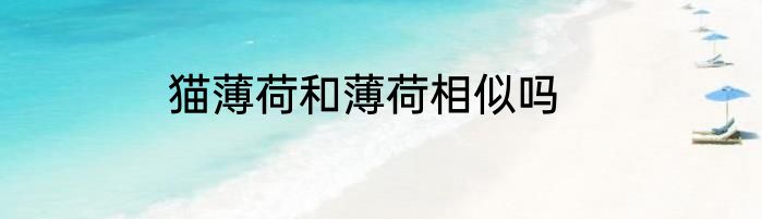 猫薄荷和薄荷相似吗