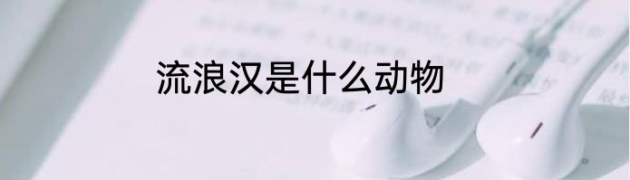 流浪汉是什么动物