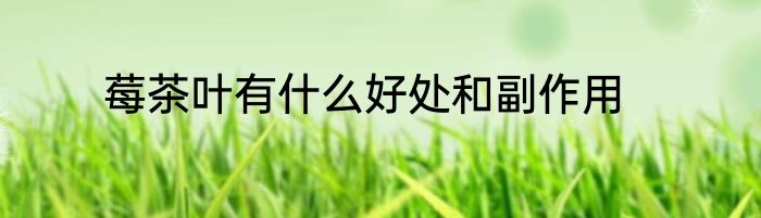 莓茶叶有什么好处和副作用