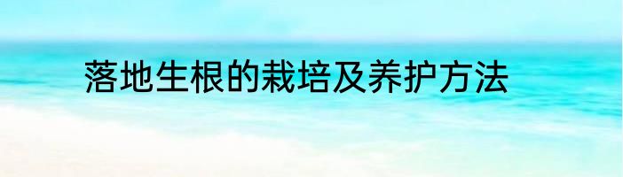 落地生根的栽培及养护方法