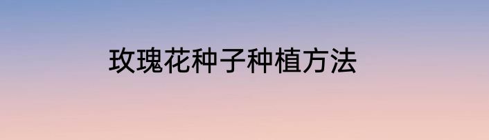 玫瑰花种子种植方法
