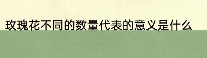 玫瑰花不同的数量代表的意义是什么