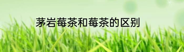 茅岩莓茶和莓茶的区别