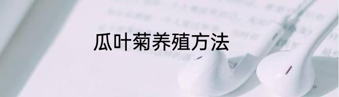 瓜叶菊养殖方法