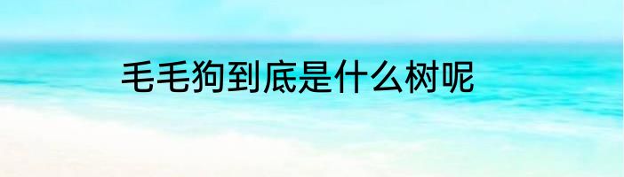 毛毛狗到底是什么树呢