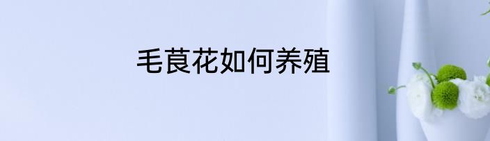 毛茛花如何养殖