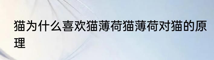 猫为什么喜欢猫薄荷猫薄荷对猫的原理