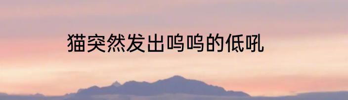 猫突然发出呜呜的低吼