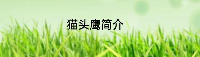 猫头鹰简介