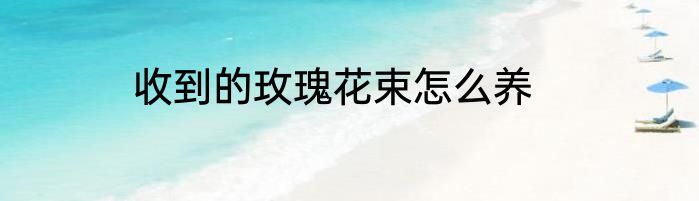 收到的玫瑰花束怎么养