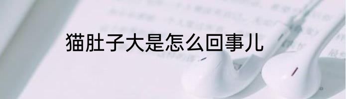 猫肚子大是怎么回事儿