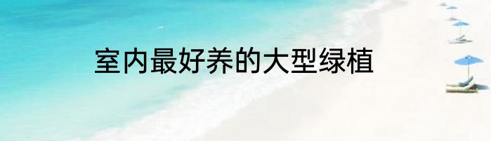 室内最好养的大型绿植