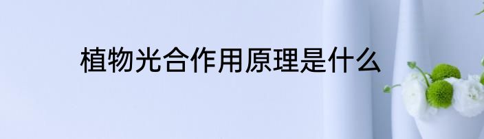 植物光合作用原理是什么