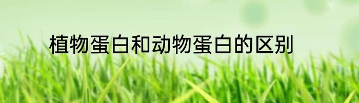 植物蛋白和动物蛋白的区别