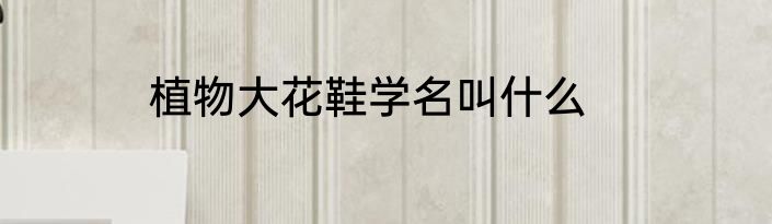 植物大花鞋学名叫什么