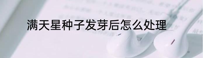 满天星种子发芽后怎么处理