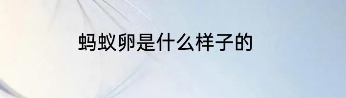 蚂蚁卵是什么样子的