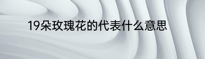 19朵玫瑰花的代表什么意思