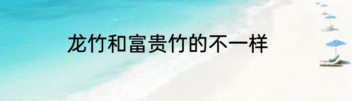龙竹和富贵竹的不一样