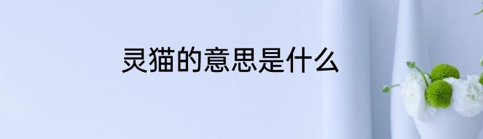 灵猫的意思是什么