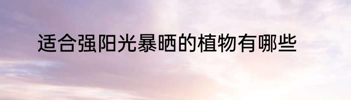 适合强阳光暴晒的植物有哪些