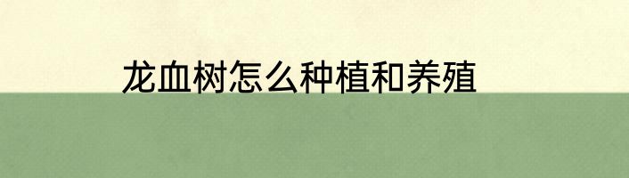 龙血树怎么种植和养殖