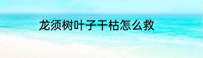 龙须树叶子干枯怎么救