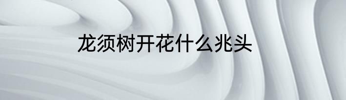 龙须树开花什么兆头