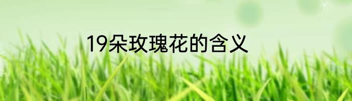 19朵玫瑰花的含义