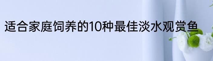 适合家庭饲养的10种最佳淡水观赏鱼