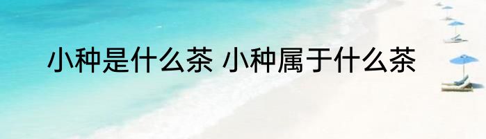 小种是什么茶 小种属于什么茶