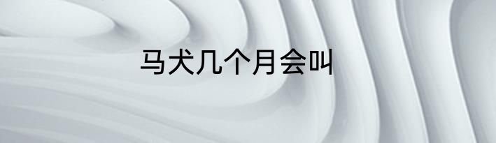 马犬几个月会叫