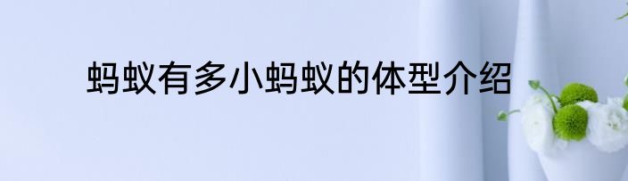 蚂蚁有多小蚂蚁的体型介绍