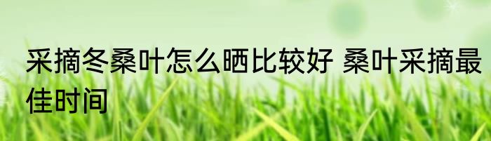 采摘冬桑叶怎么晒比较好 桑叶采摘最佳时间