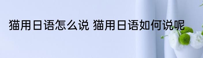 猫用日语怎么说 猫用日语如何说呢