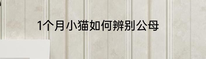 1个月小猫如何辨别公母