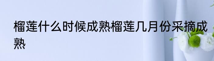 榴莲什么时候成熟榴莲几月份采摘成熟