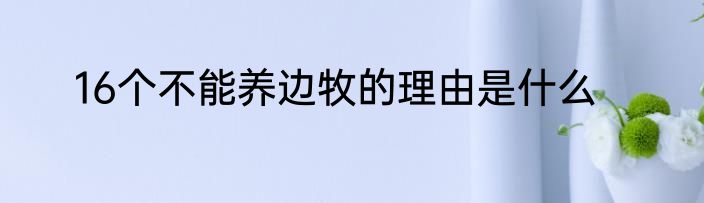 16个不能养边牧的理由是什么