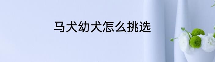 马犬幼犬怎么挑选