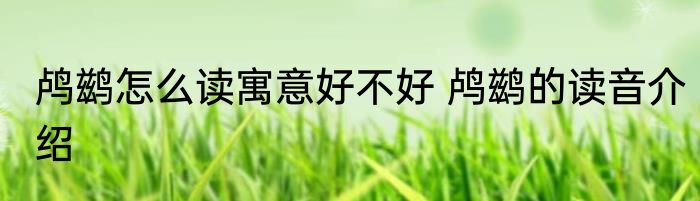 鸬鹚怎么读寓意好不好 鸬鹚的读音介绍