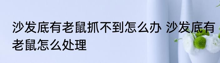 沙发底有老鼠抓不到怎么办 沙发底有老鼠怎么处理