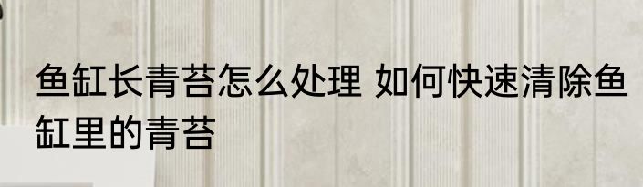 鱼缸长青苔怎么处理 如何快速清除鱼缸里的青苔