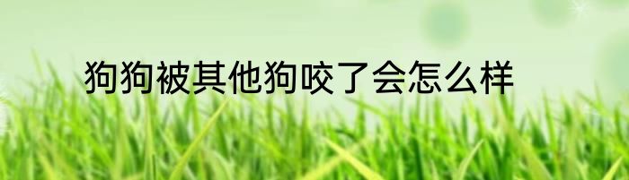 狗狗被其他狗咬了会怎么样