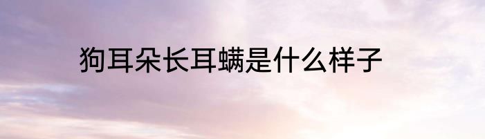 狗耳朵长耳螨是什么样子