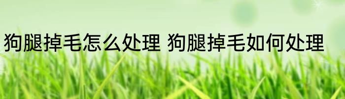 狗腿掉毛怎么处理 狗腿掉毛如何处理