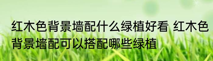 红木色背景墙配什么绿植好看 红木色背景墙配可以搭配哪些绿植