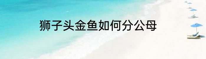 狮子头金鱼如何分公母